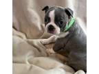 Boston Terrier Puppy for sale in Twin Bridges, MT, USA