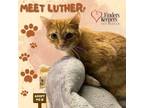 Adopt Luther a Domestic Short Hair