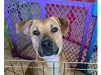 Adopt Jessy a Black Mouth Cur, Mixed Breed