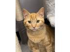 Adopt Pocus a Domestic Short Hair