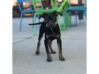 Adopt Spice a Rottweiler