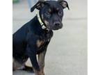 Adopt Spice a Pit Bull Terrier
