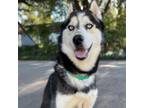 Adopt Loki 4 a Husky