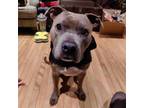 Adopt Ringo a American Staffordshire Terrier