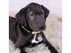 Adopt Cupid a Black Labrador Retriever, Shar-Pei