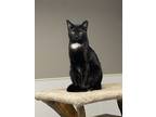 Adopt Star a Domestic Short Hair