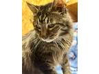 Adopt Bob a Domestic Long Hair