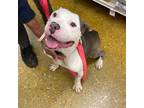 Adopt Sammy a Pit Bull Terrier