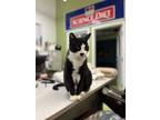 Adopt Kimba a Domestic Short Hair