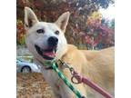 Adopt Dannie a Jindo, White German Shepherd