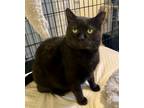 Adopt Dublin a American Shorthair