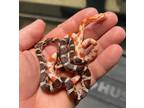 Adopt Corn Snake a Corn / Rat