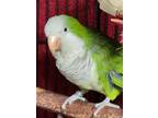 Adopt Lucy a Quaker Parakeet