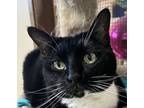 Adopt Sally Jane a Domestic Short Hair