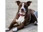 Adopt Sweet Tea a Pit Bull Terrier, Labrador Retriever