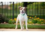 Adopt Victoria a American Staffordshire Terrier, Pit Bull Terrier