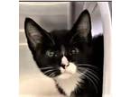 Adopt Clooney a Domestic Short Hair