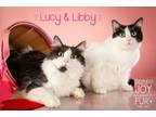 Adopt LIBBY & LUCY a Domestic Short Hair
