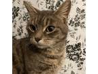 Adopt Clara a American Shorthair