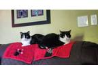 Adopt Dulce and Caramelo a Domestic Short Hair