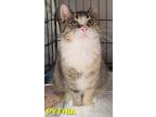 Adopt Pythia (undersocialized) a Domestic Short Hair