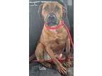 Adopt Lola a Pit Bull Terrier