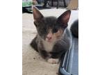 Adopt Dee-Dee a Dilute Calico, Domestic Short Hair