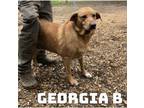 Adopt Georgia B a Labrador Retriever