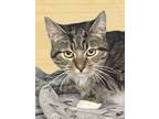 Adopt Petra a American Shorthair