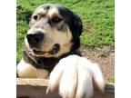 Adopt Bella a Alaskan Malamute, German Shepherd Dog
