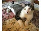 Adopt Cisco a American Shorthair