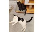 Adopt Heart and Midnight (Bonded Brother and Sister) a Domestic Short Hair