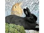 Adopt Custard and Pudding a Lionhead