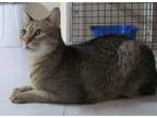 Adopt SALT a Tabby, Domestic Short Hair