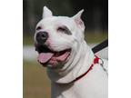 Adopt Zero a American Staffordshire Terrier, Terrier