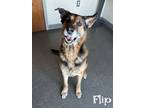 Adopt Flip a German Shepherd Dog