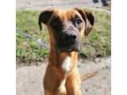 Adopt Malcom(bonded with Athreena) a Boxer