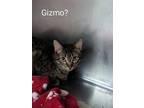 Adopt Gizmo a Domestic Short Hair