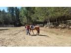 Adopt Red a Tennessee Walker