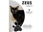 Adopt Zeus a Domestic Short Hair