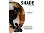 Adopt Shade a Domestic Short Hair