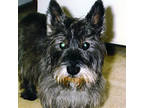 Adopt CAIRNS Need FOSTER a Cairn Terrier