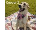 Adopt Cooper 2 a Great Dane, German Shepherd Dog