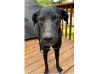 Adopt Bear *Courtesy Post* a Great Pyrenees, Pit Bull Terrier