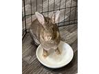 Adopt Zane a Bunny Rabbit