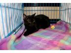 Adopt TINY TIM speical needs a American Shorthair