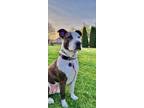 Adopt Kingston a American Staffordshire Terrier