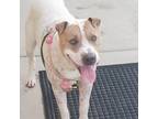 Adopt Vern a Shar-Pei, American Staffordshire Terrier