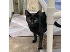 Adopt Jordan a Domestic Short Hair