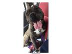 Adopt RIZZO a Pit Bull Terrier
